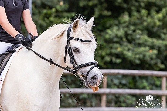 LME Dressage 29.7.25